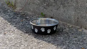 À Lyon, l’été met les animaux de compagnie en danger