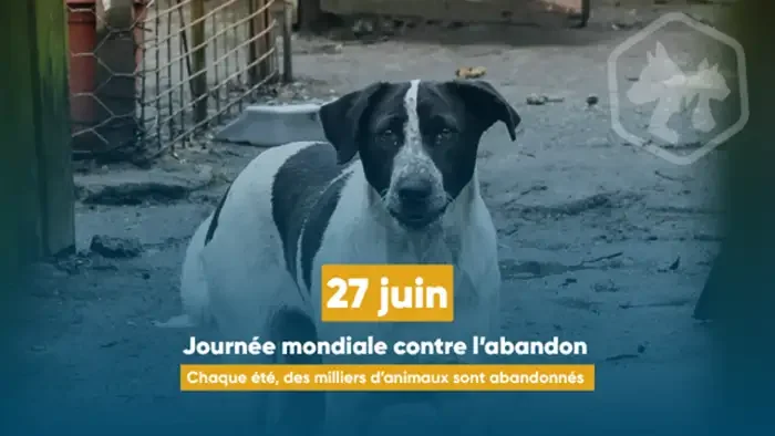 À Lyon, l’été met les animaux de compagnie en danger