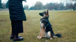 Un jeune berger allemand assis dans l'herbe regarde attentivement une personne vêtue d'un manteau.