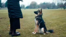 À Montreuil, des cours canins gratuits dès 4 mois