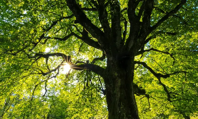 À Nice, « L’intelligence des arbres » en accès gratuit