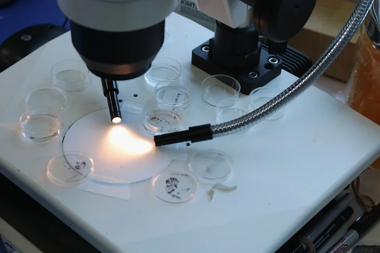 Muséum de Grenoble : fabriquez votre microscope le 16 juillet