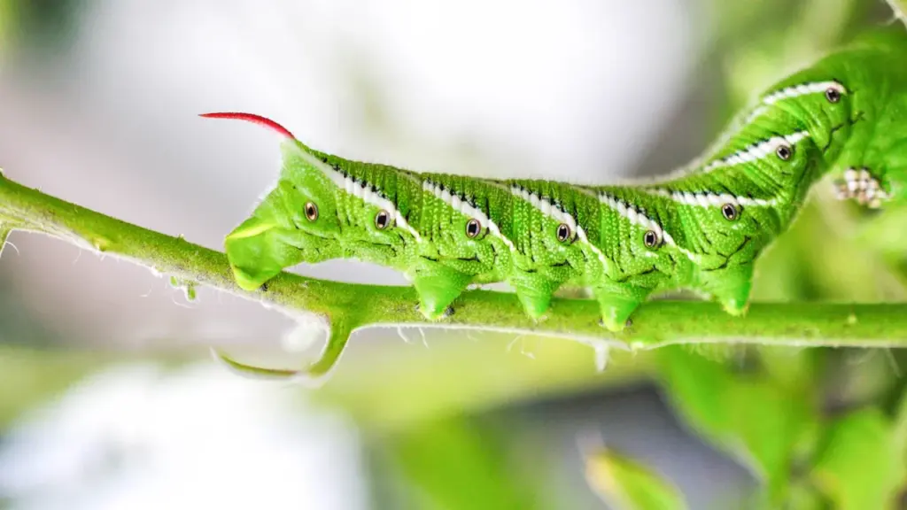 Nice : découvrez la vie secrète des insectes le 13 août