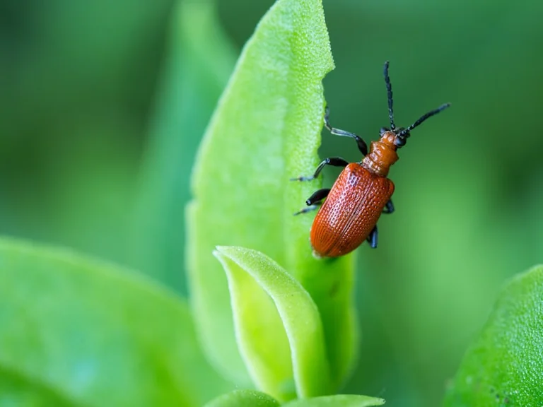 Nice : découvrez la vie secrète des insectes le 13 août