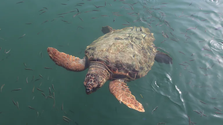 Une tortue caouanne pond ses œufs sur une plage de Toulon : une première historique