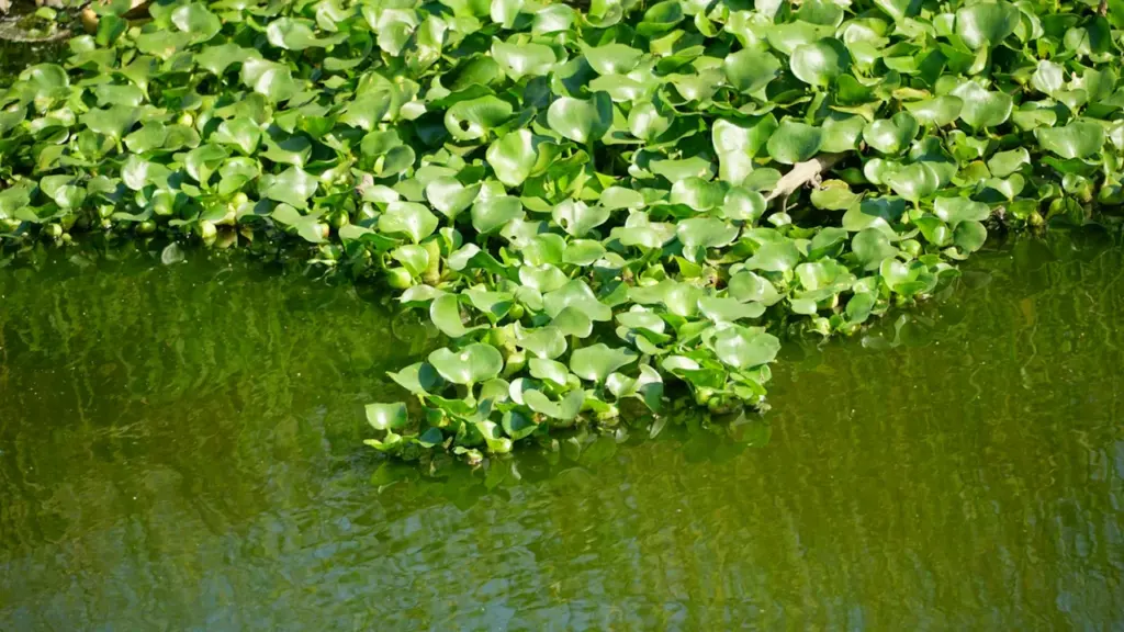 Espèces invasives à Aulnay : l’expo gratuite à la Maison de l’Environnement