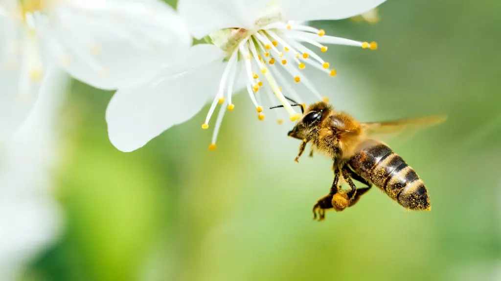 Une abeille en plein vol butinant une fleur blanche printanière sur fond vert flou.