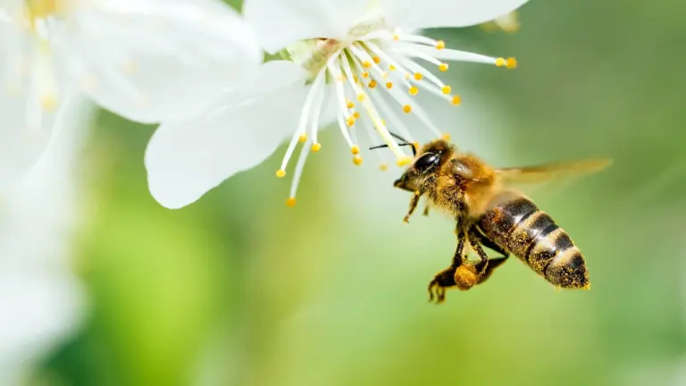 Fête de l’abeille : vos photos exposées à Six-Fours-les-Plages