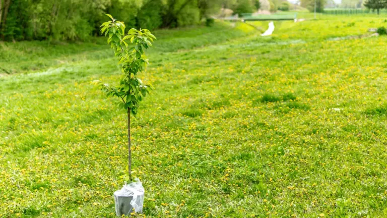 Quimper : 600 naissances célébrées par des plantations d’arbres au Corniguel