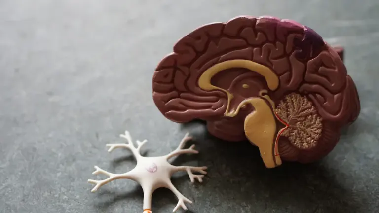 Santé à Brest : le rendez-vous mensuel qui décrypte schizophrénie et mémoire