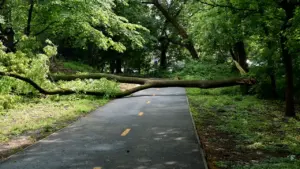 À Brest, parcs et cimetières fermés jusqu’à lundi après Austen