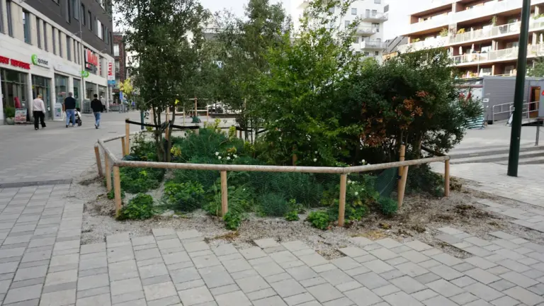 À Fougères, un mois pour redécouvrir l’arbre en ville