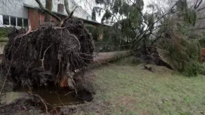 Tempête Austen : parcs et cimetières fermés à Rennes, le site de la métropole perturbé
